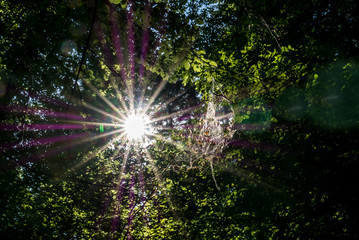 Sonnenstrahlen im Wald