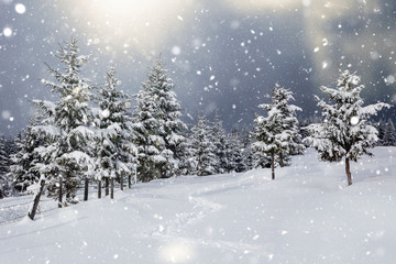 Scenic winter landscape with snowy fir trees and small cottage. 