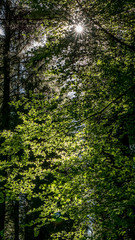 Sonnenstrahlen im Wald
