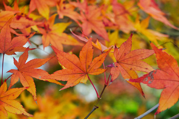 京都 永観堂の美しい紅葉と赤いモミジ（京都府京都市）Kyoto: Beautiful autumn leaves and red maple trees at Eikando temple (Kyoto City, Kyoto Prefecture, Japan)