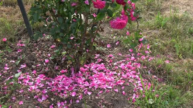 Rose petals are falling from bush on garden earth in summer end 