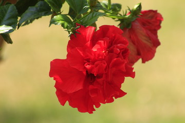 Obraz premium Rosa