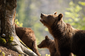 Attentive female of brown bear, ursus arctos, with open mouth observing the surroundings and protecting her children. A massive forest animal feeling in danger. Dominant brown predator having a guard.