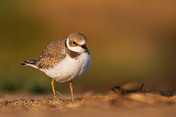 Young little ringed plover, charadrius dubius, standing on a ground with copy space. Juvenile wild bird in summer with blurred background. Animal wildlife.