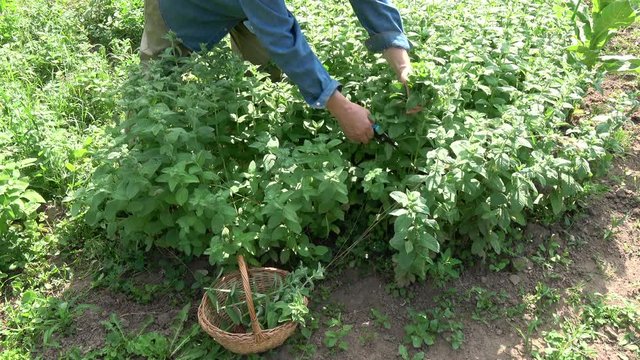 Gardener farmer herbalist picking harvesting fresh mint  herbs
