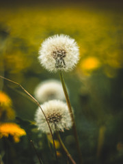 dandelion on green background
