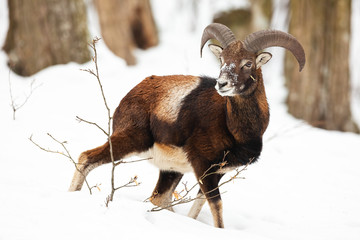 Young mouflon, ovis musmion. ram walking down the slope in forest in wintertime. Ruminant animal moving in hills with trees in background. Wildlife scenery with snow and mammal from wilderness. - obrazy, fototapety, plakaty