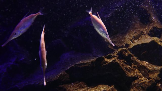 サギフエ　-Longspine snipefish-