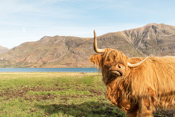 Highland Cow with Hills in the Background