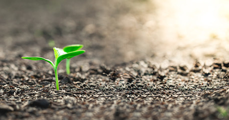 Growing seedlings that are on the ground with light shining every day detail blur
