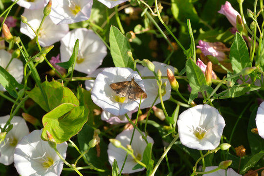 Olivbrauner Z&uuml;nsler auf Acker-Winde