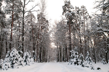 The first snow. Magical landscape. Winter forest. Trees are covered with snow. The bewitching beauty of nature.