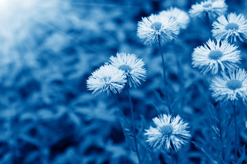 daisy flowers with sunlight toned in trendy Classic Blue color of the Year 2020