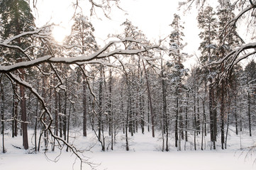 Winter park. First snow. The clumsy, sweeping branches of the trees are covered in snow. Calm winter day.
