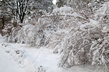 First snow. The sweeping branches of the bushes are covered with snow. Winter bushes close-up.