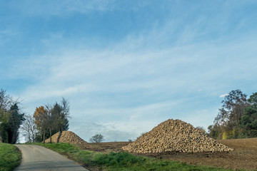 Zuckerrüben Ernte im Herbst