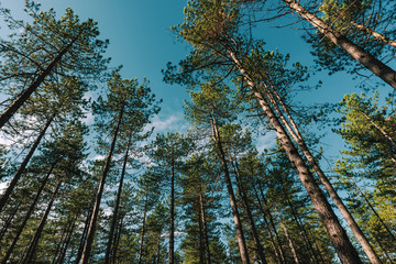 Pine tree forest at Zlatibor region in Serbia