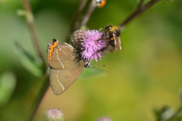Ulmen-Zipfelfalter bei der Nektarsuche © Karin Jähne