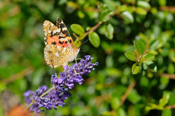 Distelfalter auf Lavendel