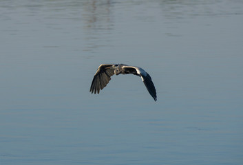 Fototapeta na wymiar Grey heron in flight over rural river