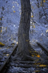 Infrared Tree growing thru the railroad