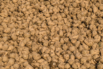 Zuckerrüben Ernte im Herbst