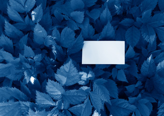 leaves with empty card toned in trendy Classic Blue color of the Year 2020