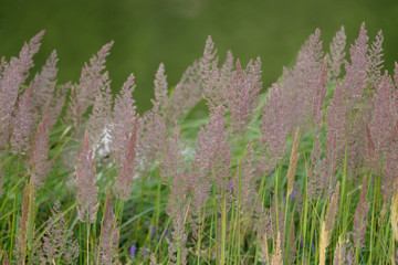Wolliges Honiggras (Holcus lanatus)