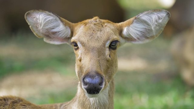Close Up face of Eld's deer with natural background. Eld's deer (Panolia eldii) also known as the thamin or brow-antlered deer, is an endangered species of deer indigenous to South Asia.