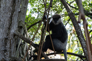 A monkey breed Mantled guereza sits on a branch of a liana.