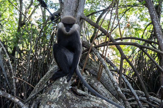 A monkey breed Mantled guereza sits on a branch of a liana.