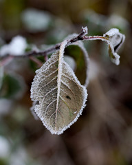 Frozen leaves on a branch