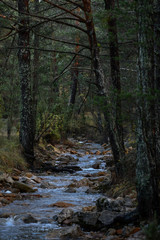river in forest