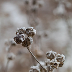 frozen flowers in the snow