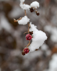 Frozen berries covered in snow