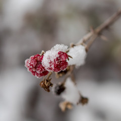 Frozen berries covered in snow