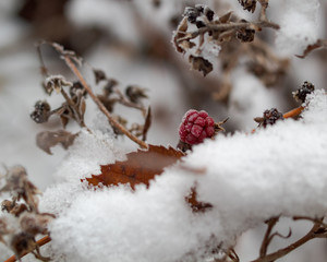 Frozen berries covered in snow