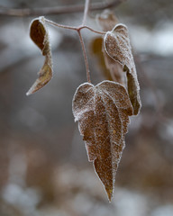 Frozen leaves on a branch