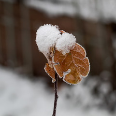 Frozen leaves on a branch