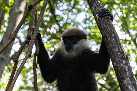 A monkey breed Mantled guereza sits on a branch of a liana. Close-up.