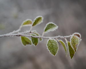 Frozen leaves on a branch