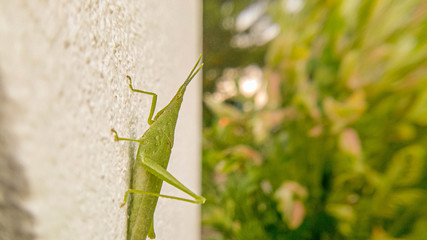 grasshopper on white cement wall