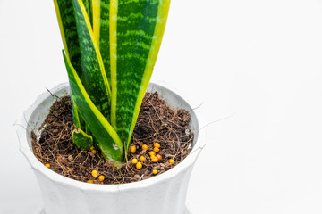 Small tree in a pot, top view. Granular fertilizer.
