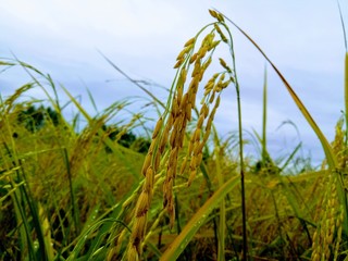Fototapeta premium Field of rice. Golden rice grains