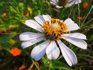 Obraz premium The flower head of white zinnia flowers