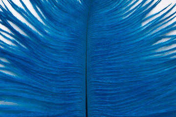 Classic Blue. Color of the Year 2020. Feather of a bird.