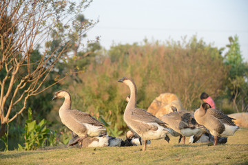 Obraz na płótnie Canvas A flock of geese are basking on the grass in winter. Shot in Dengdu Wet Land park, Guzhen town of Zhongshan, Guangdong, China.