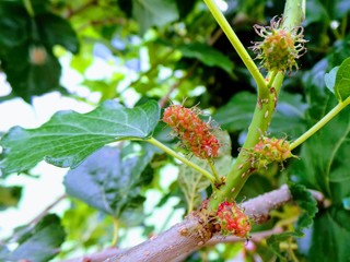 red berries on a bush. mulberry