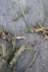 nature 2