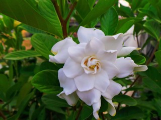 White flower in the garden.  Gardenia flower